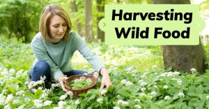 Be Herbally Prepared: Harvesting Wild Food
